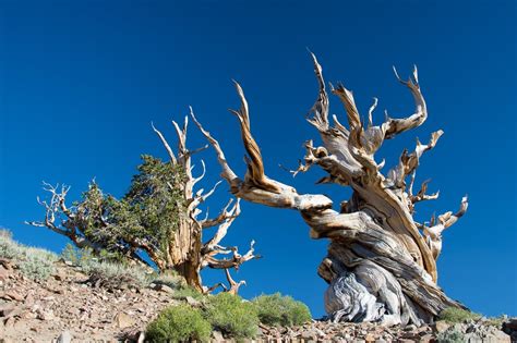 Ancient Bristlecone Pine Forest - Bonsai Tonight