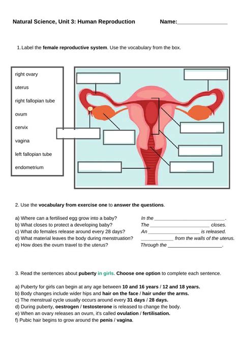 Free Human Reproduction Worksheet Download Free Human Reproduction