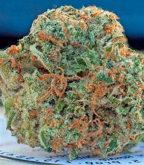 Original Strawberry Cough Fem Seeds For Sale Strain Information And Customer Reviews Herbies