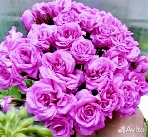 Пеларгония Мерлезон 2 купить в Новокузнецке | Товары для дома и дачи ...