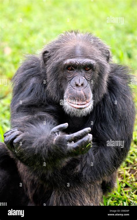 Chimpanzee Pan Troglodytes Troglodytes Male Begging Captive