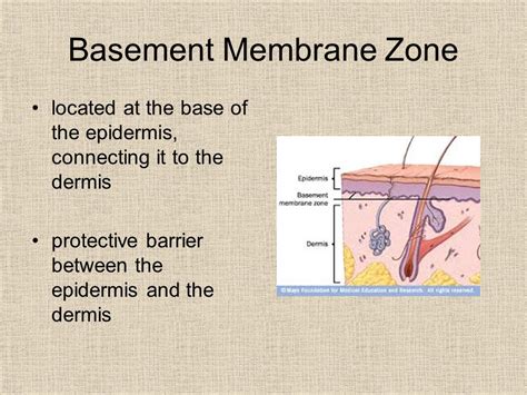 21 Luxury Glomerular Basement Membrane Structure - basement tips