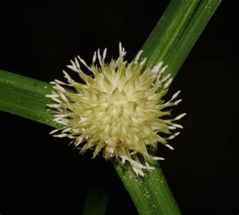 Cyperus Mindorensis Steud Huygh Colombian Plants Made Accessible