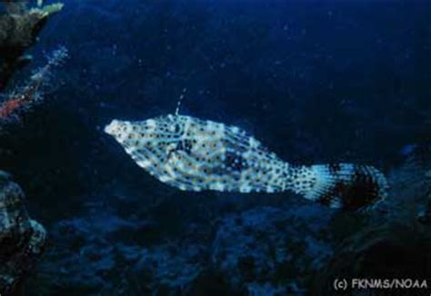 Filefish - Florida Go Fishing