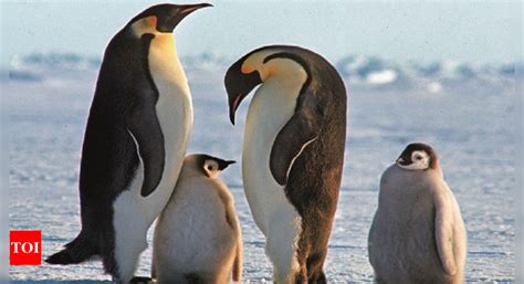 Emperor Penguin At Serious Risk Of Extinction Due To Climate Change