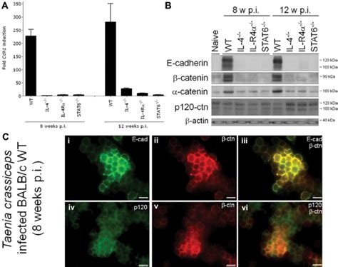 The E Cadherincatenin Complex Is Induced In Peritoneal Alternatively Download Scientific