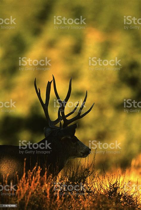 Mule Deer Buck Silhouette Stock Photo - Download Image Now - Animal ...