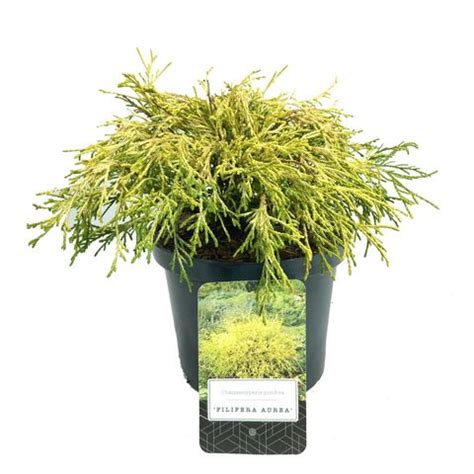 Chamaecyparis pisifera 'Filifera Aurea' — Plant Wholesale FlorAccess