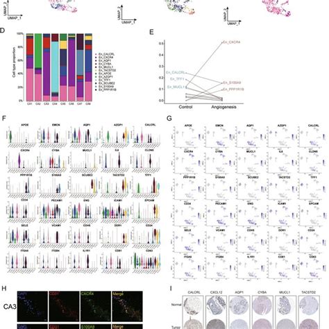 Characterizing Endothelial Cell Subsets Within The Tumor Download