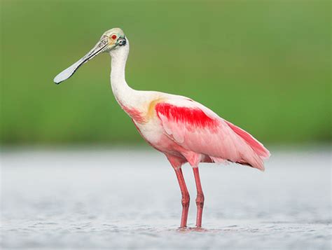 Roseate Spoonbill Rio Wiki Fandom Powered By Wikia