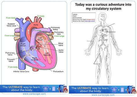 Circulatory System For Kids Worksheet