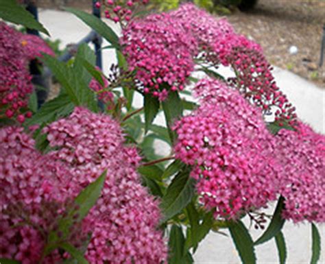 Low Maintenance Pool Landscaping Plants That Provide Color & Fragrance