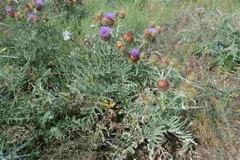 Cynara Cardunculus