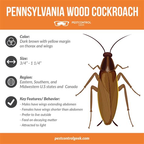 How To Identify And Get Rid Of Pennsylvania Wood Cockroaches Pest