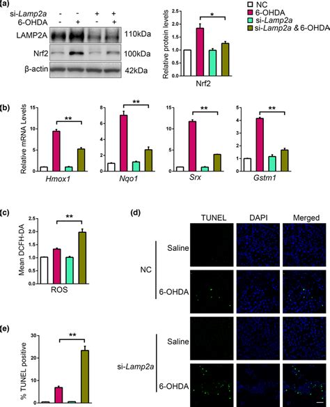 Interfering With Cma Disturbs Nrf Antioxidative Response A The