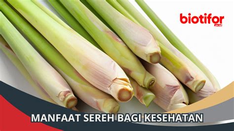 Manfaat Sereh Bagi Kesehatan Biotifor