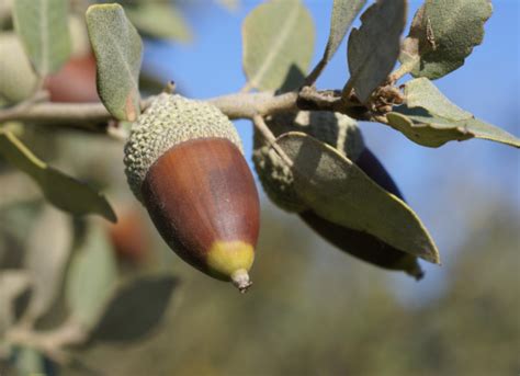 Encina Quercus Ilex Rotundifolia