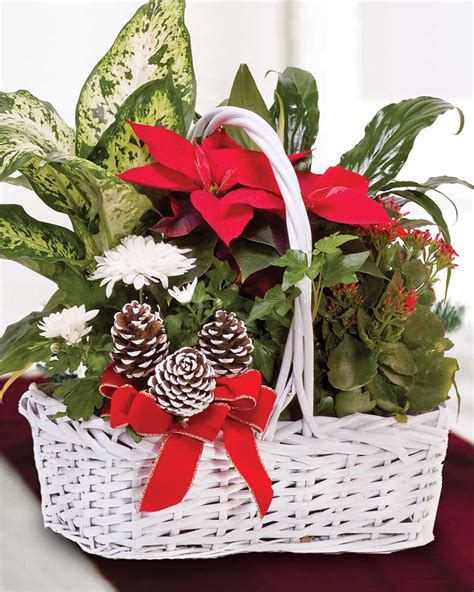 Christmas Poinsettia Basket - Florist / Flowers Delivered - Allen's ...