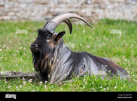 Black Landrace Goat Resting In Meadow At Farm Stock Photo Alamy