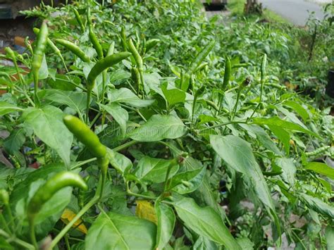 Green Chili Pepper Plant Bird`s Eye Chili Hangs On Tree Home Garden