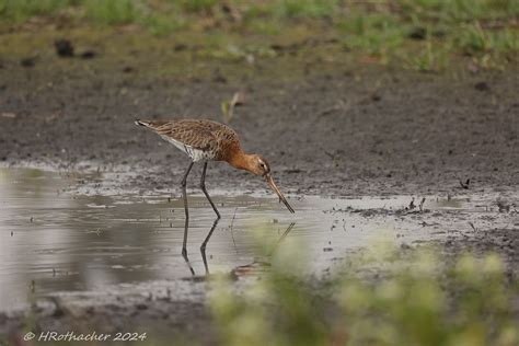 Barge à queue noire Limosa limosa Black tailed Godwit Flickr