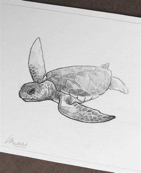 Green Sea Turtle Drawing By Madliart Turtle Drawing Sea Turtle