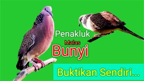 Tekukur Gacor Suara Besar Juara Pancingan Youtube