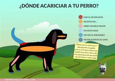 Como Acariciar Un Perro Y Evitar Ser Mordido Por Hacerlo Mal Todos