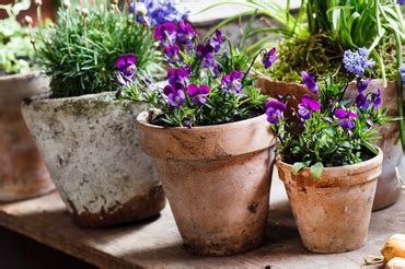 Understanding Bare Root Plants Walter S Greenhouses And Garden Centre