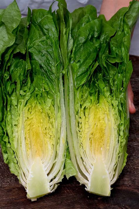 romaine lettuce head