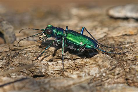 Cicindela Sexguttata Six Spotted Tiger Beetle Cicindela Sexguttata