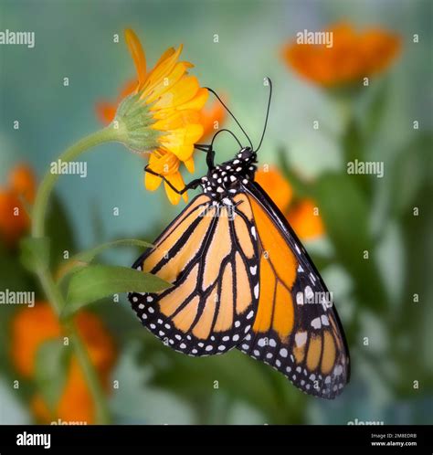 The Side View Of A Monarch Butterfly Danaus Plexippus Feeding On An Orange Daisy Flower Stock