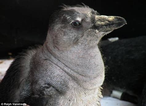 Mystery Of The Naked Penguin Chicks Who Have Lost All Their Feathers