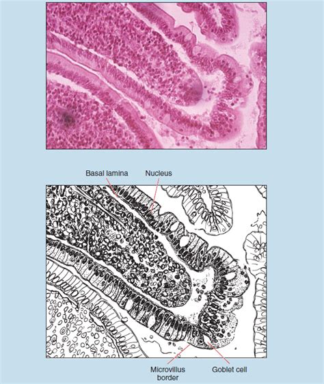 Chapter Epithelial Tissue Histology An Identification Manual