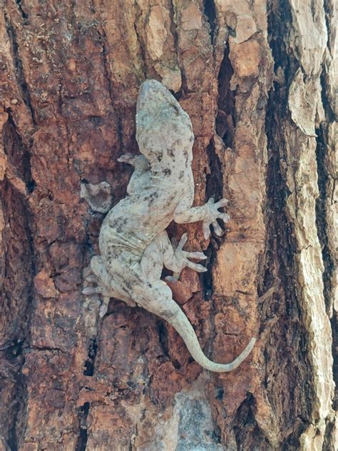 Chinese Narrow Disked Gecko From Macau Tin Hau Temple Macao On January