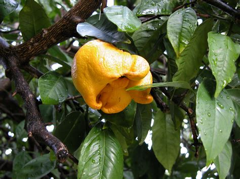 Mites in citrus | Agriculture and Food