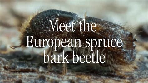 European Spruce Bark Beetle I Arbonics