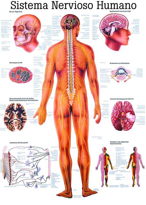 Ruediger Es Anatomie Nervioso Humano Tableau En Papier X Cm