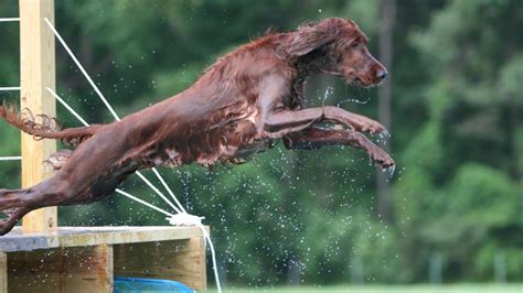 Judging the Irish Setter – Showsight Magazine