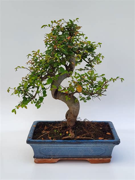 Chinesische Ulme Ulmus Parvifolia