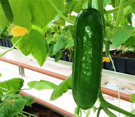 Quick Guide To Growing Cucumbers Indoors Growing Cucumbers Growing