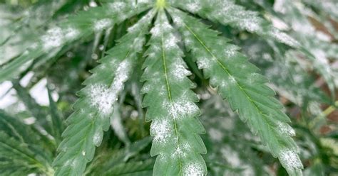 Hemp Powdery Mildew Resistance Breakthrough