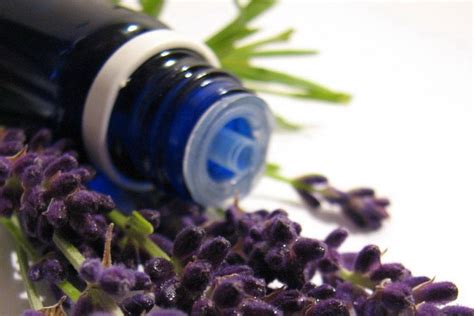 Lavanda Prva Pomo Kod Opekotina Naturala Hr