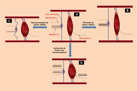 Physiologie Des Syst Mes Int Gr S Les Principes Et Fonctions Cr Dits