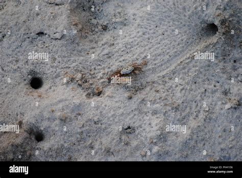 Gulf coast wildlife Stock Photo - Alamy