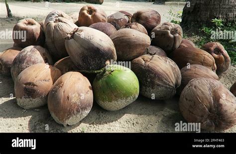 Under A Coconut Tree Stock Videos Footage HD And 4K Video Clips Alamy