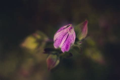 Purple Bud Sara Ghedina Flickr