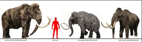 Mammuthus (Woolly Mammoth) | Dinosaurs - Pictures and Facts