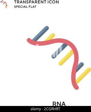 Structure Of Spiral Ribonucleic Acid Molecule Rna Molecule With