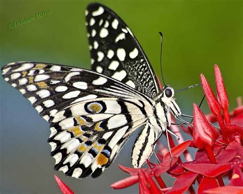 Common Lime Butterfly Or Lime Swallowtail Papilio Demoleu Flickr